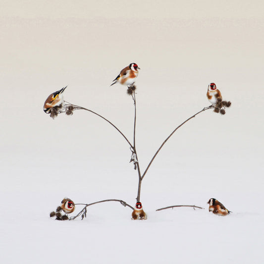 Winter Birds Gathering
