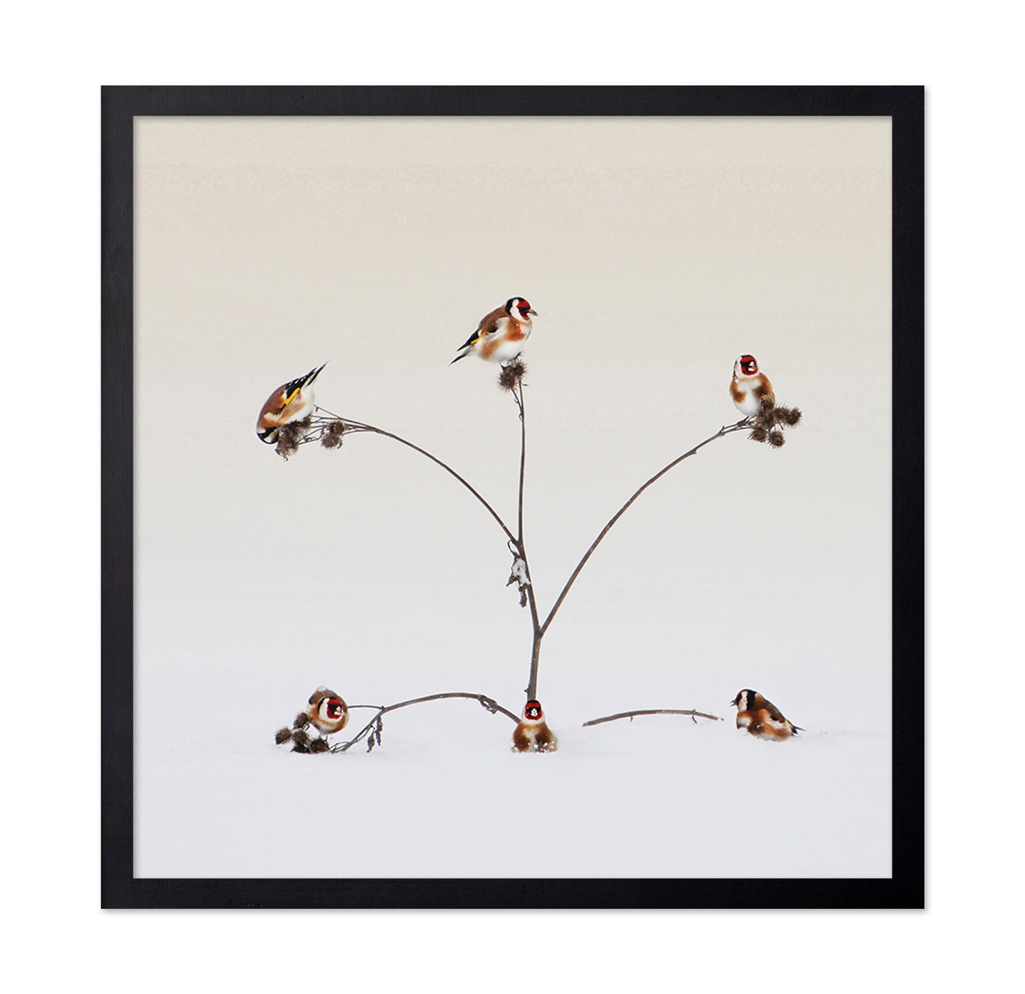 Winter Birds Gathering