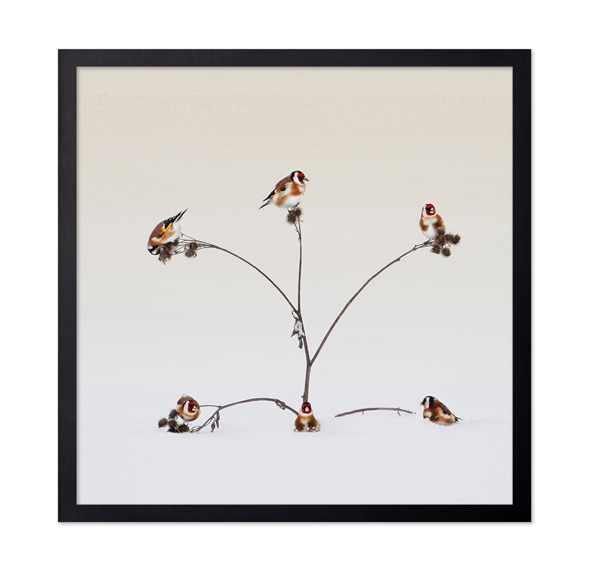 Winter Birds Gathering