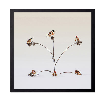 Winter Birds Gathering