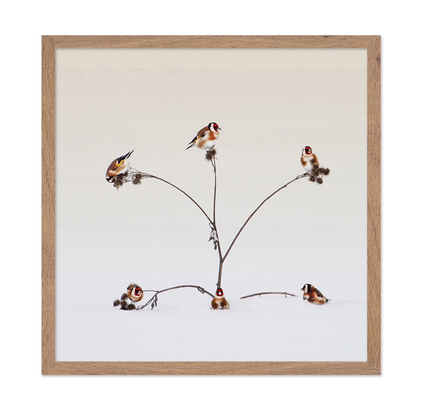 Winter Birds Gathering