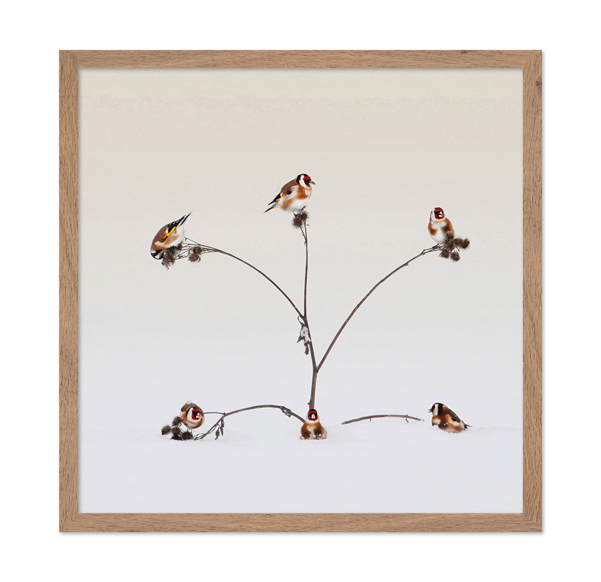 Winter Birds Gathering