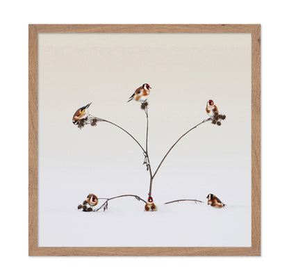 Winter Birds Gathering