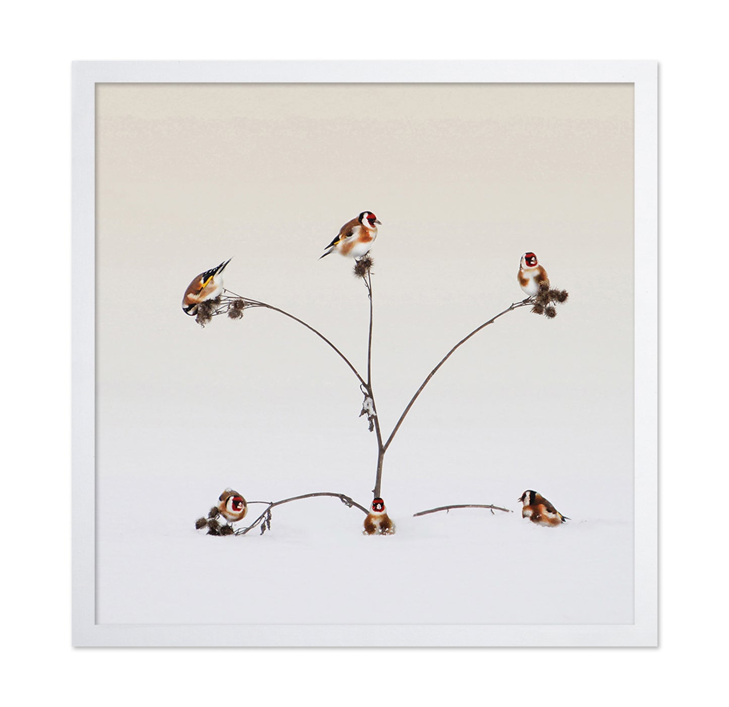 Winter Birds Gathering