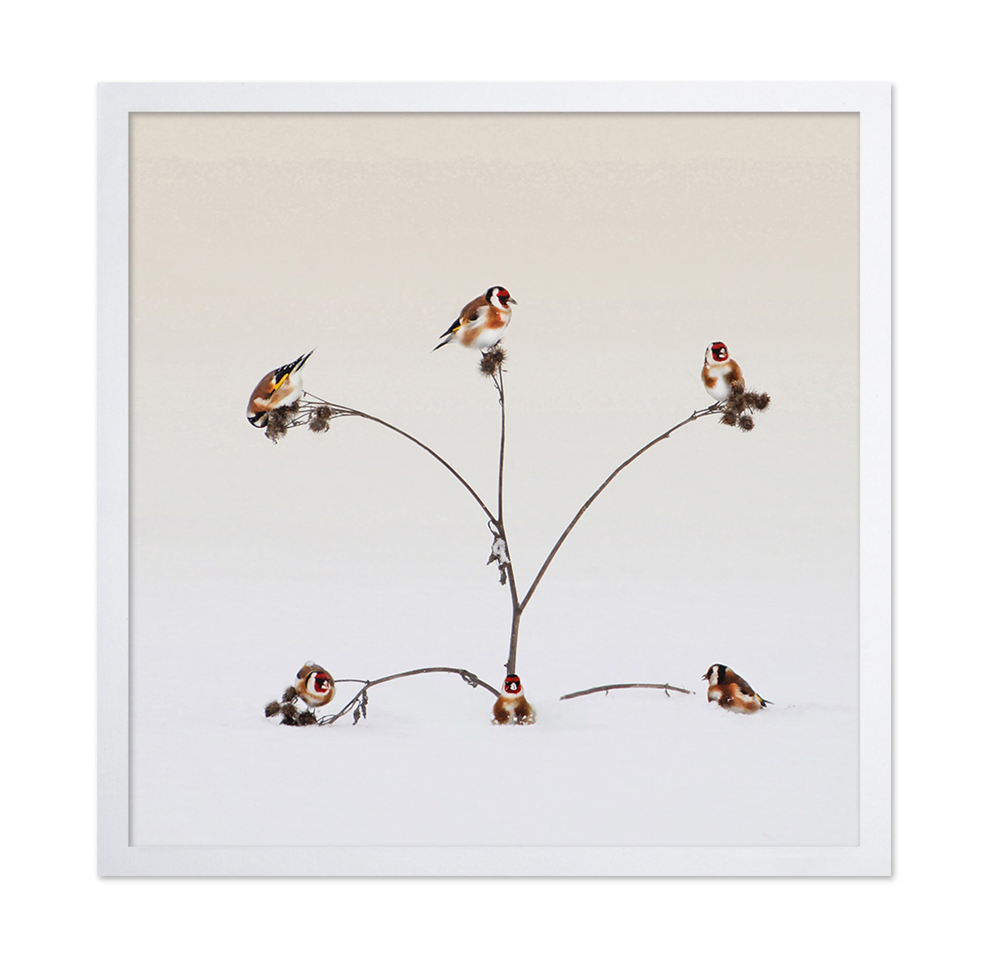 Winter Birds Gathering