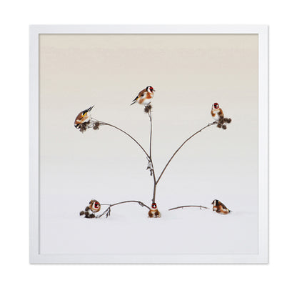 Winter Birds Gathering