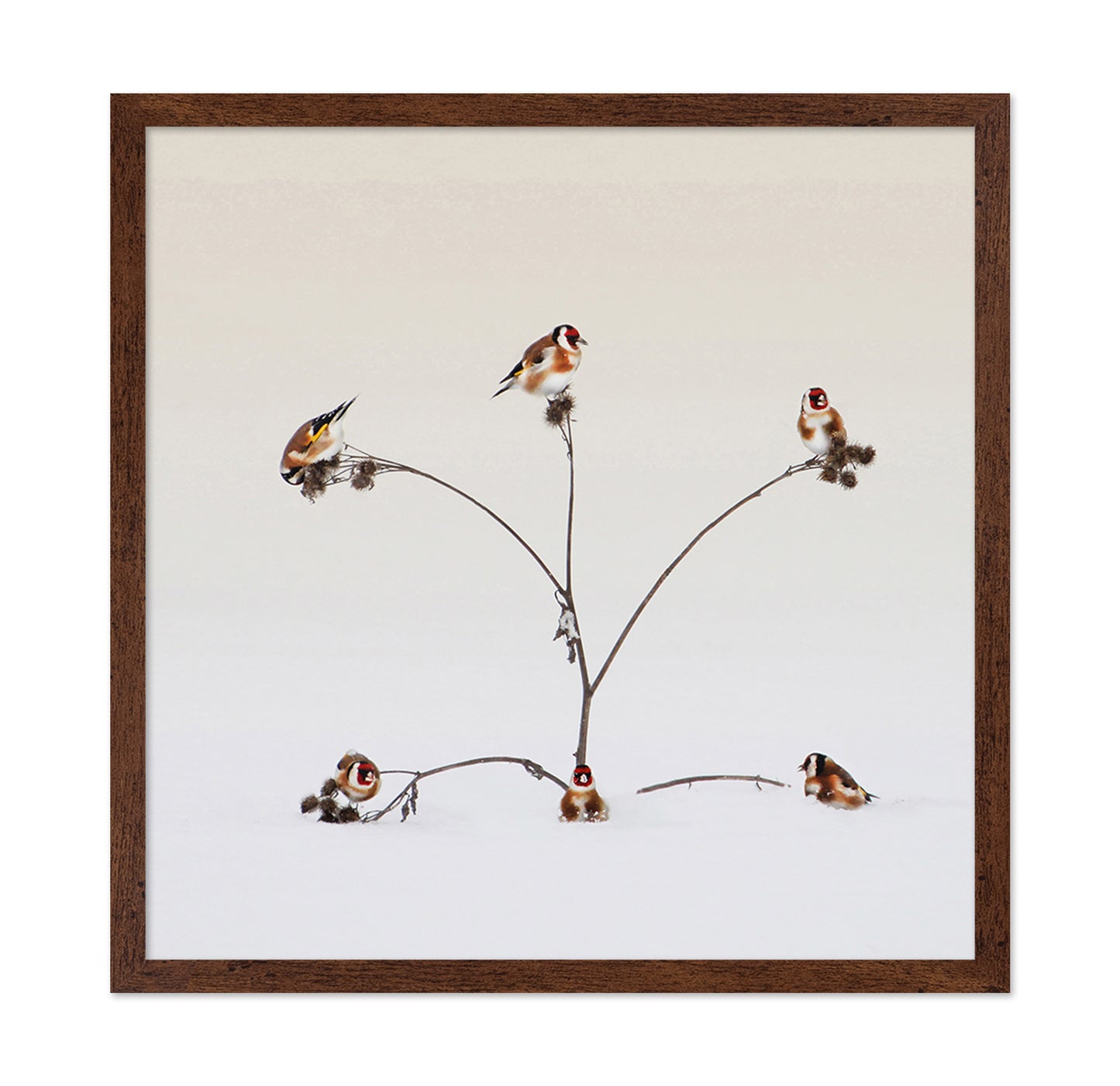 Winter Birds Gathering