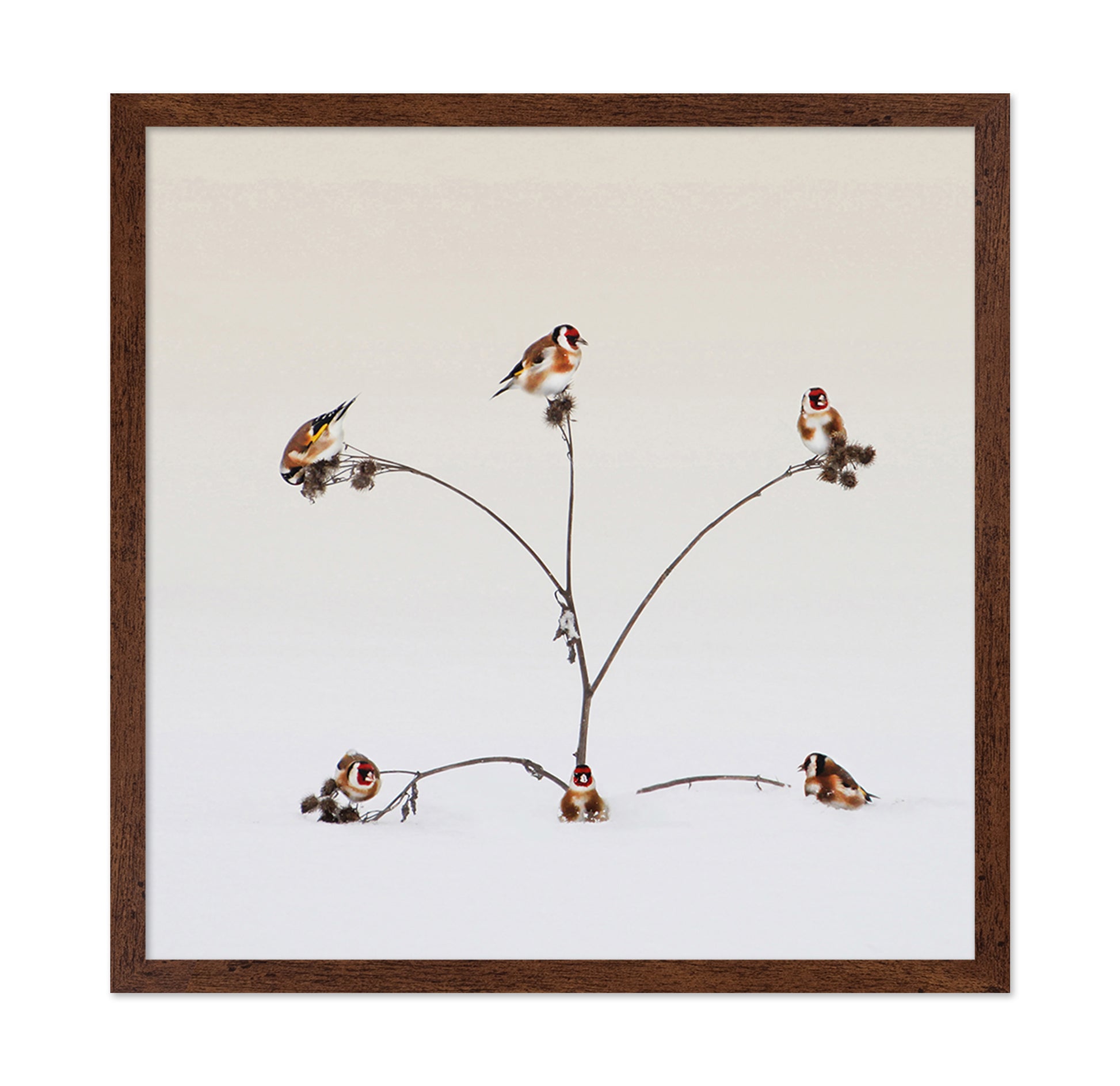 Winter Birds Gathering