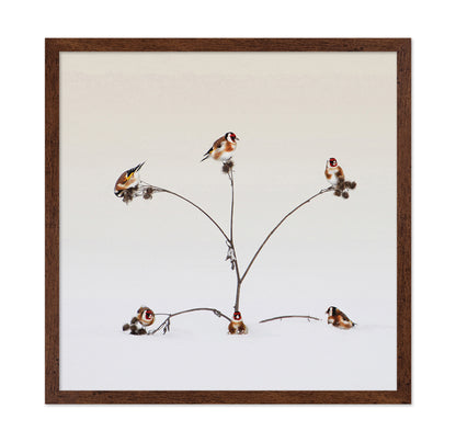 Winter Birds Gathering