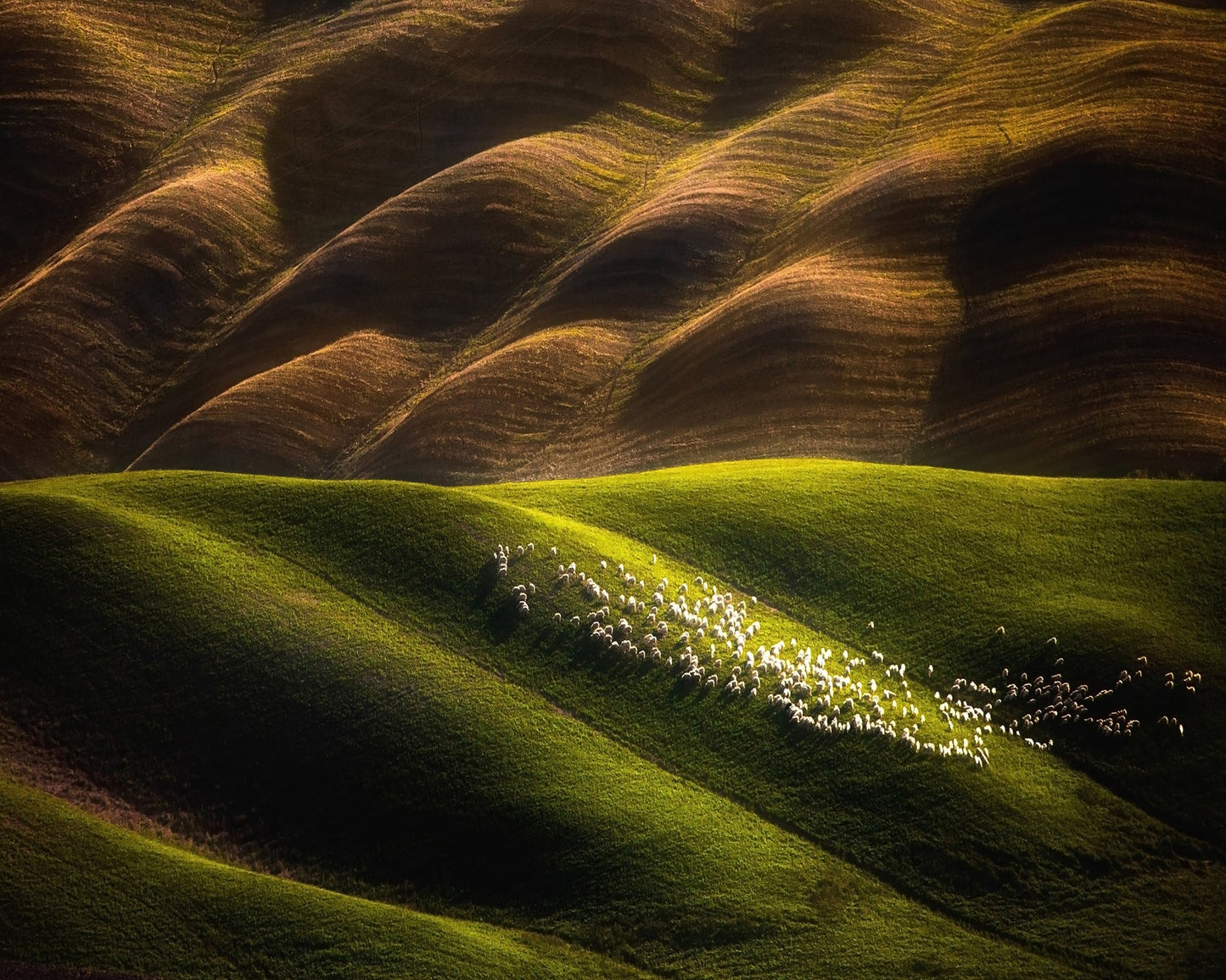 Flock Across Green Hills