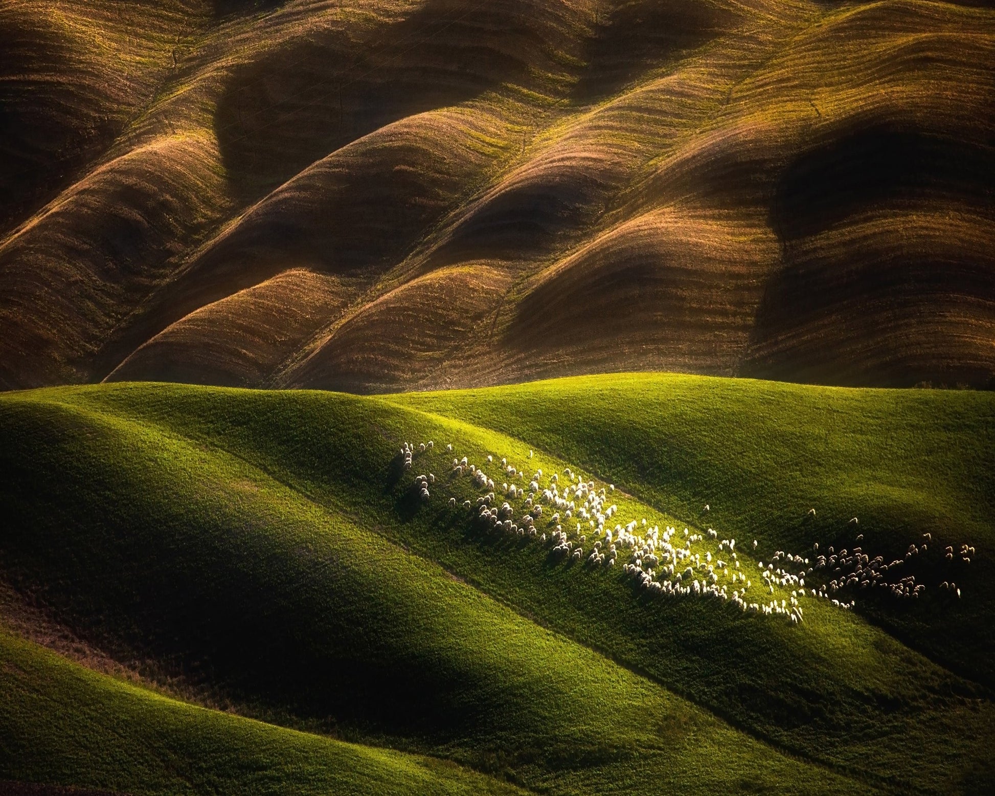 Flock Across Green Hills