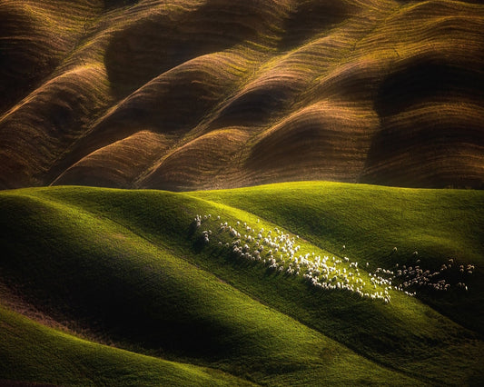 Flock Across Green Hills