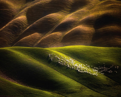 Flock Across Green Hills