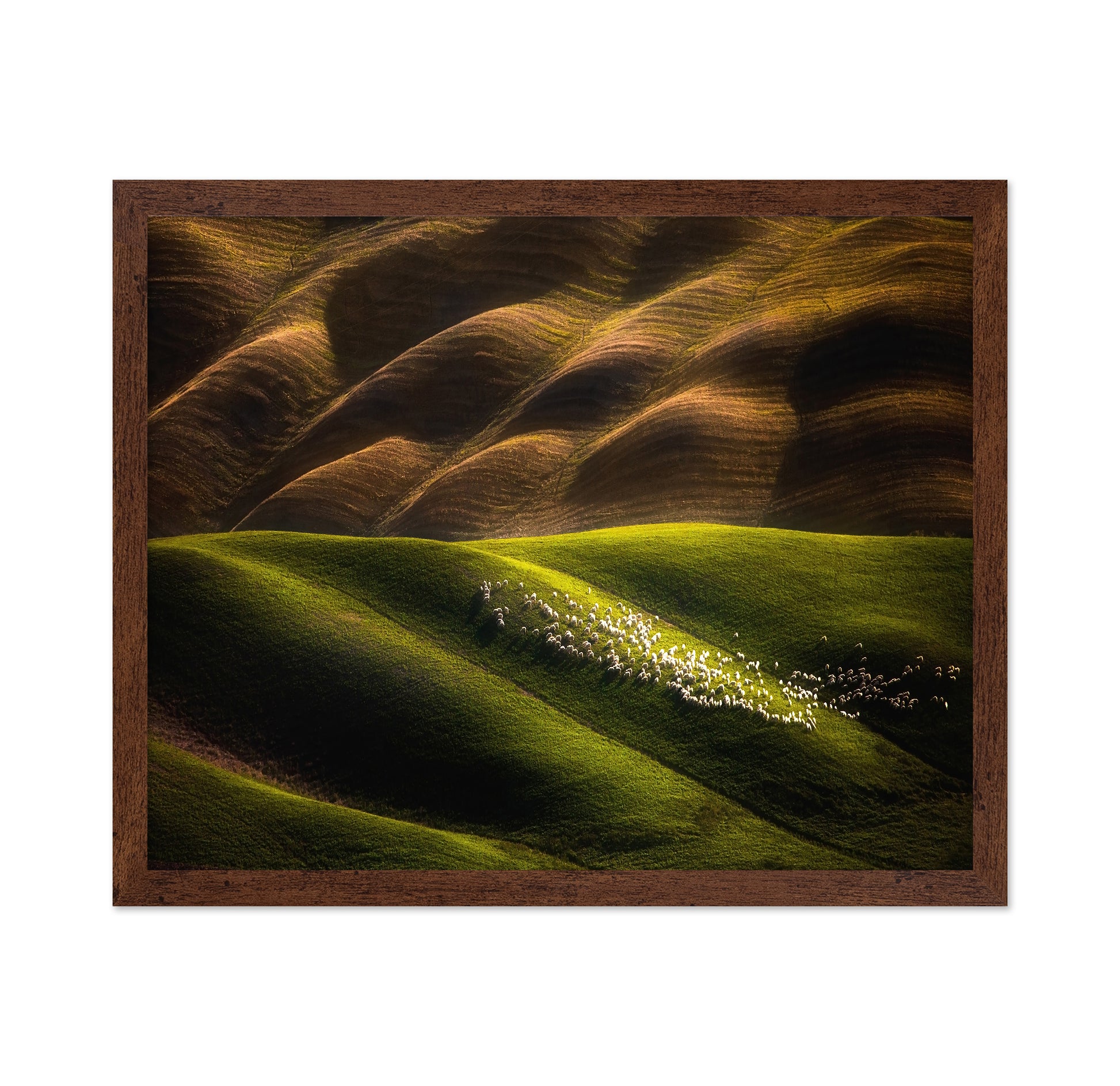 Flock Across Green Hills