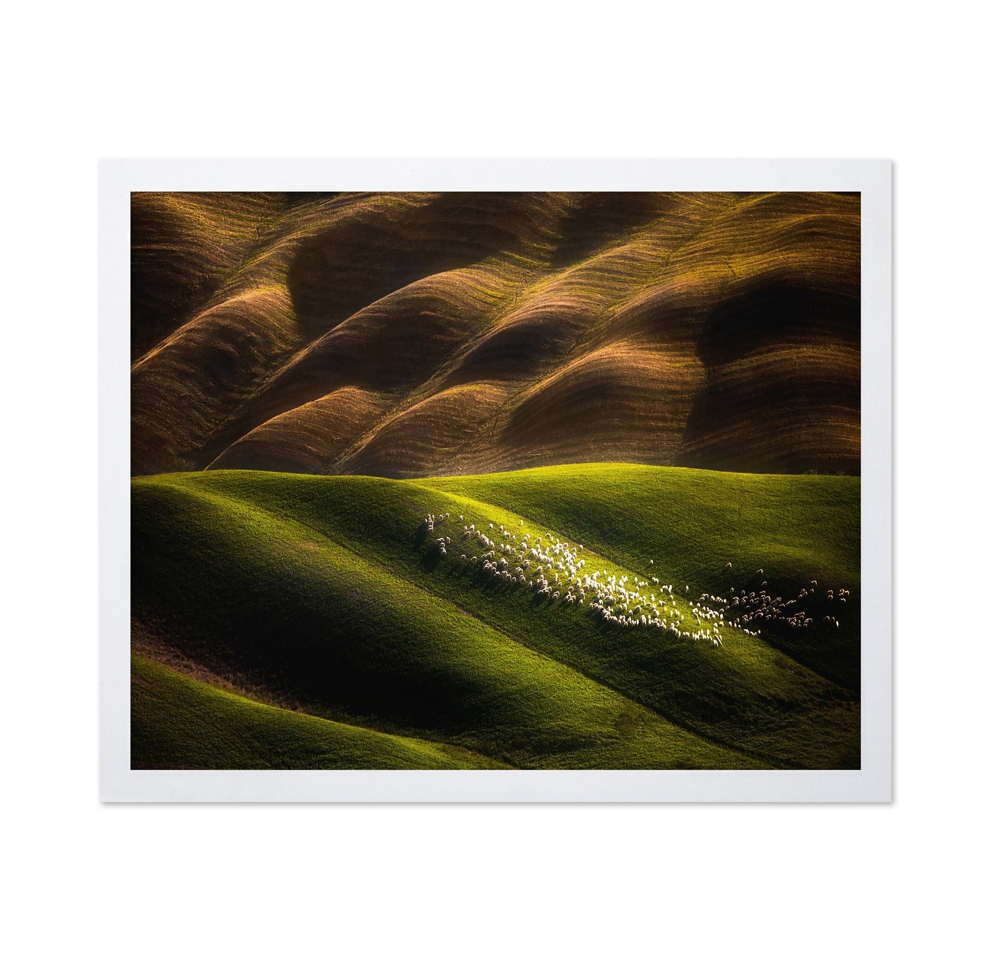 Flock Across Green Hills