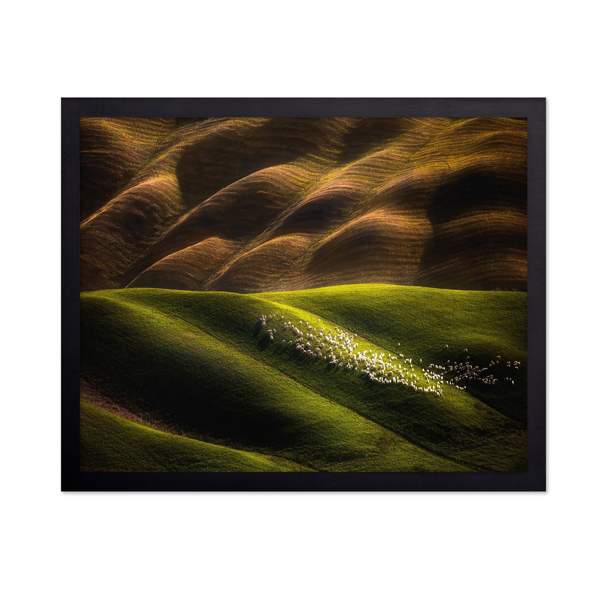 Flock Across Green Hills
