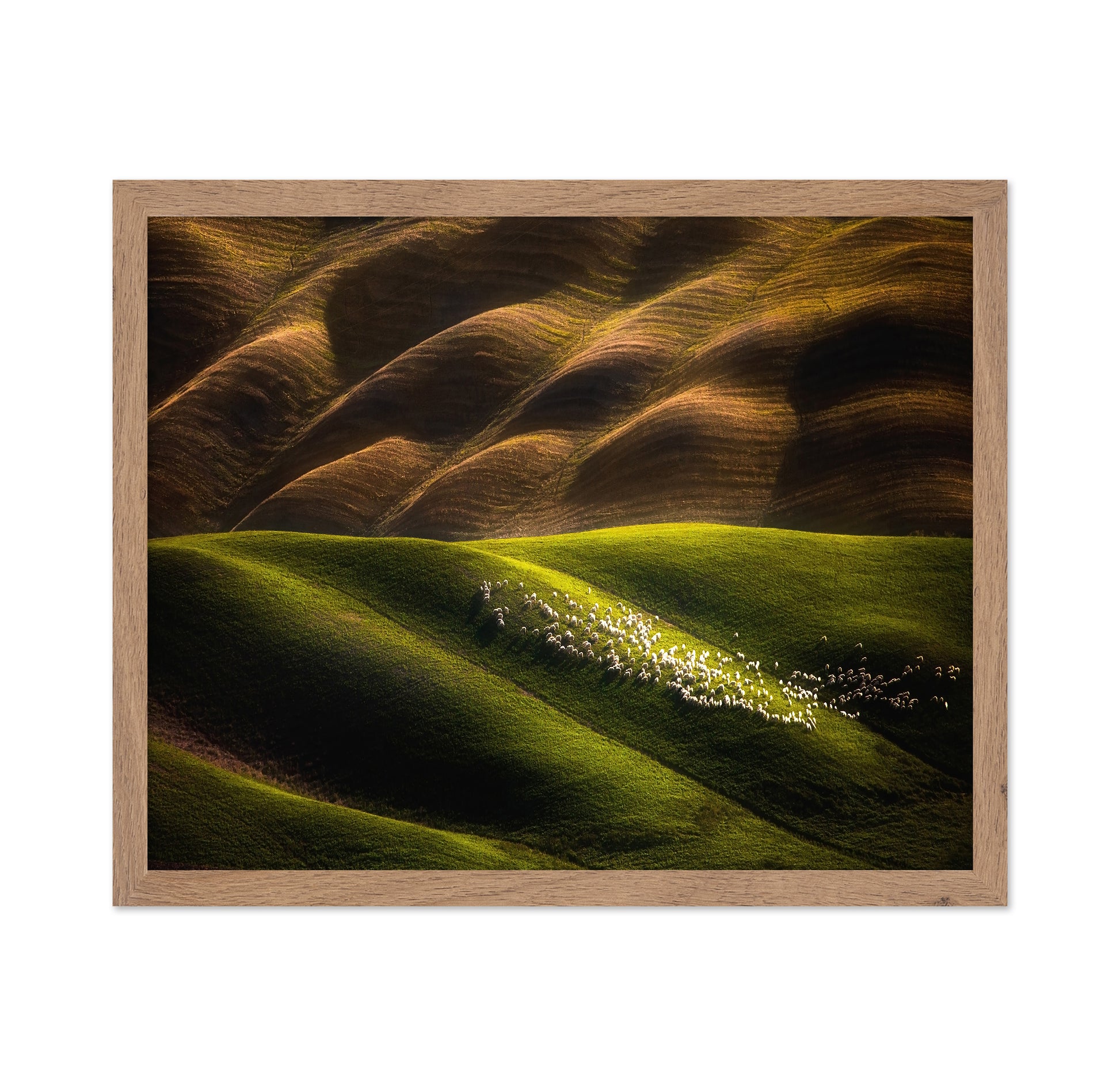 Flock Across Green Hills