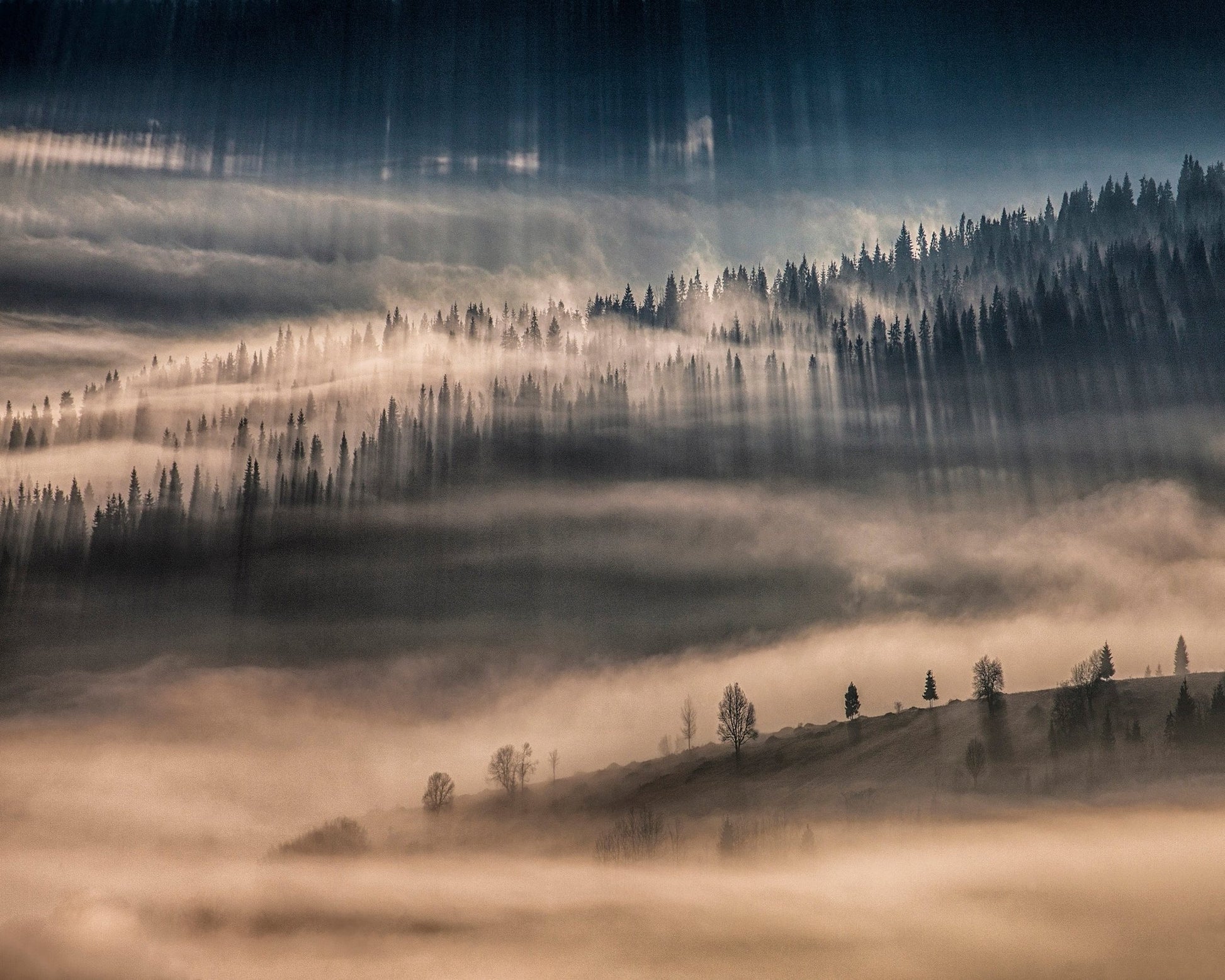 Misty Forest Light Rays