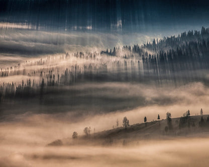 Misty Forest Light Rays