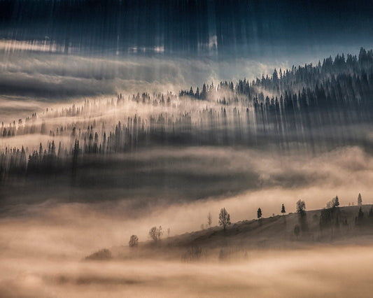 Misty Forest Light Rays