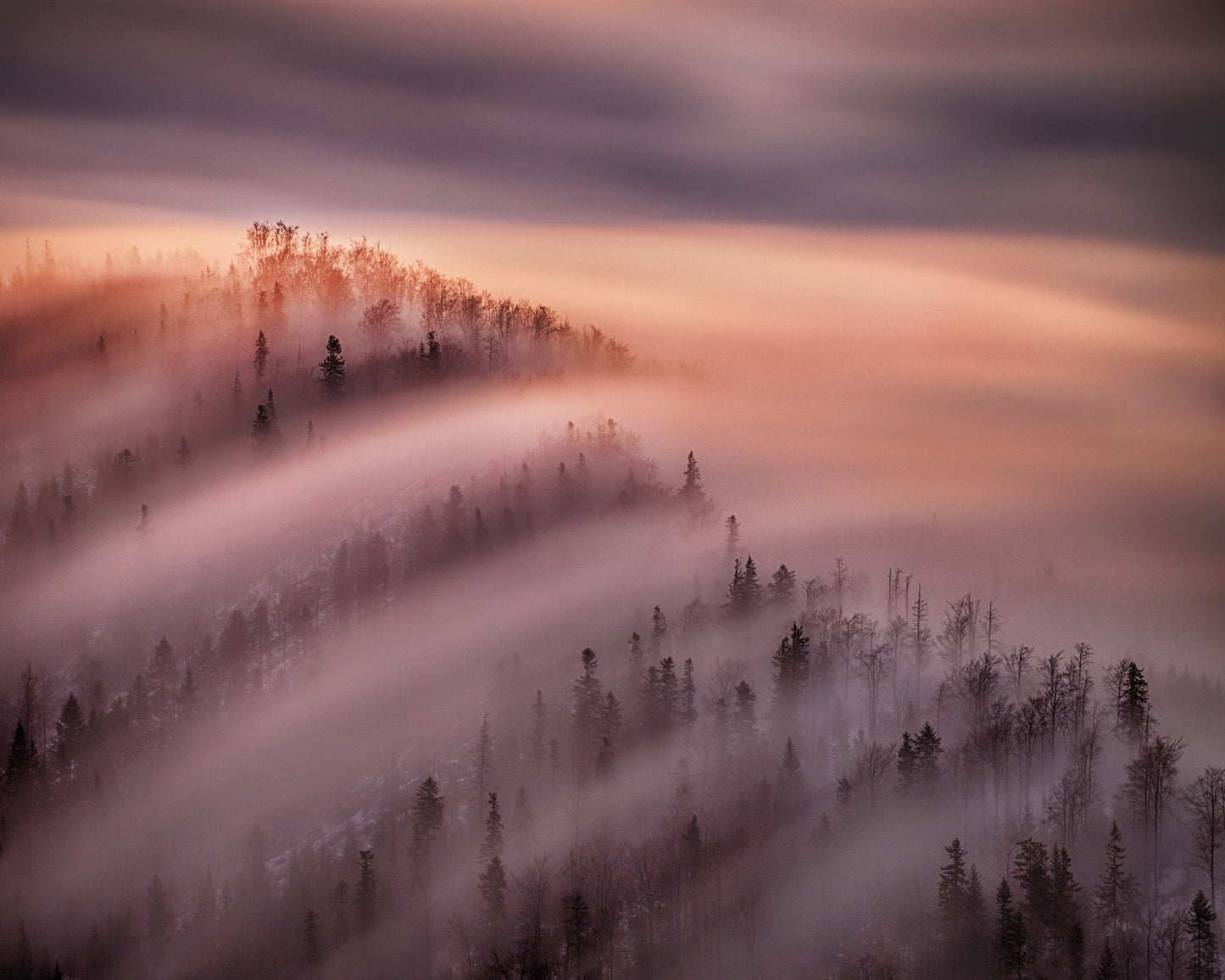 Fog Waves Over Forest Hills