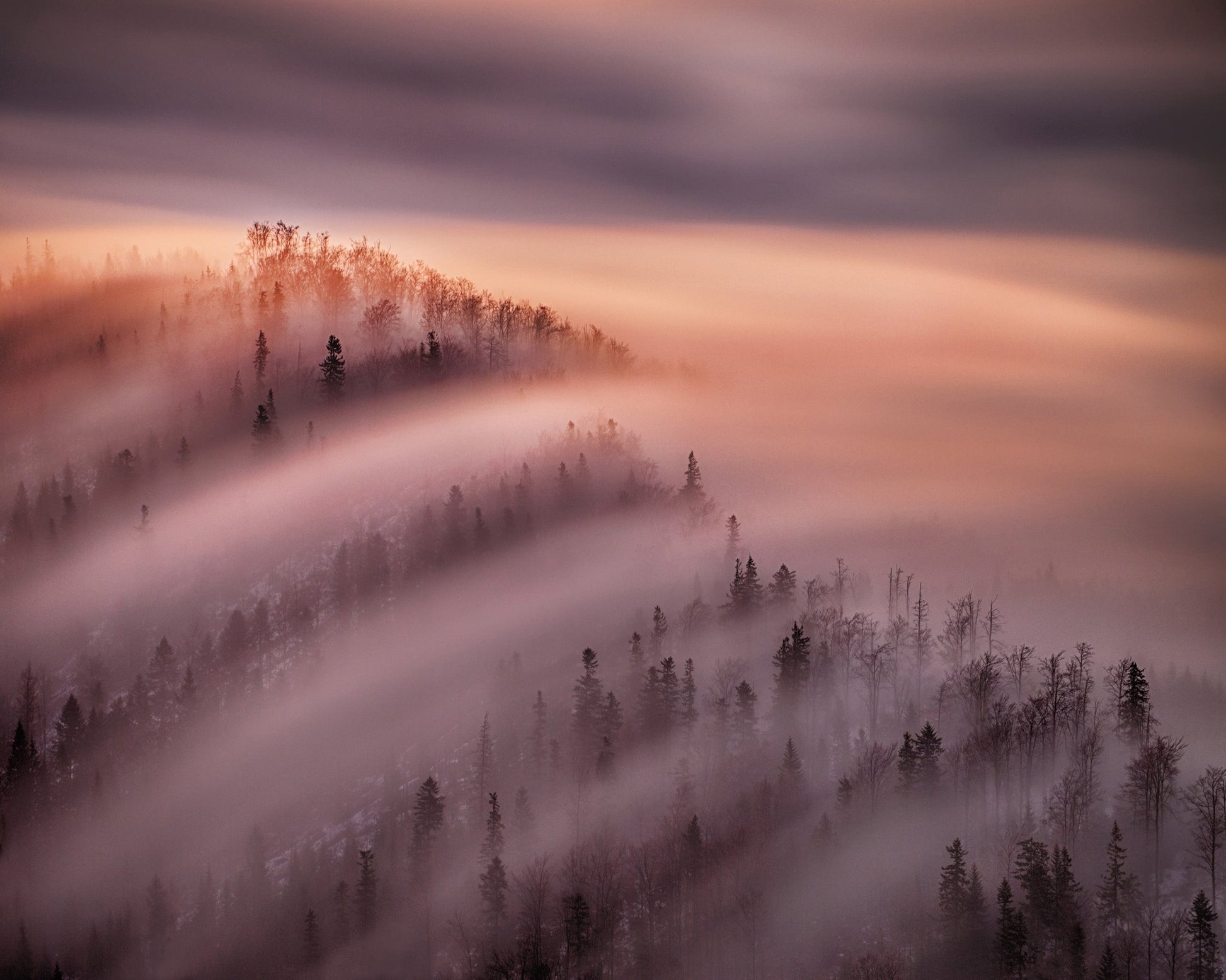 Fog Waves Over Forest Hills