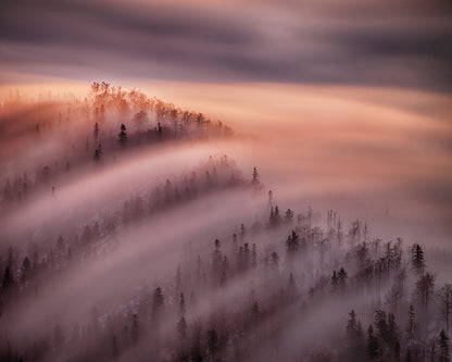 Fog Waves Over Forest Hills