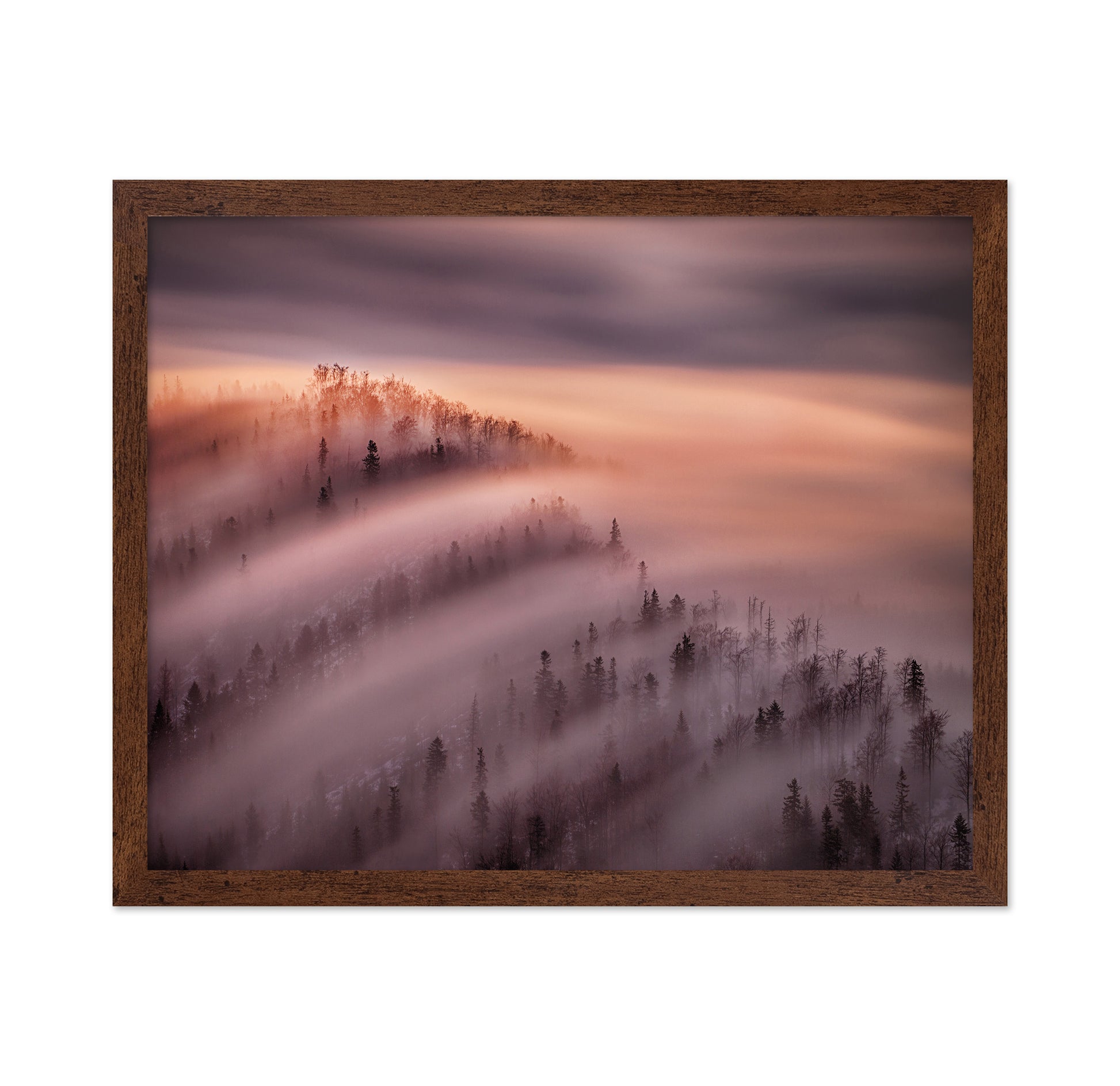 Fog Waves Over Forest Hills