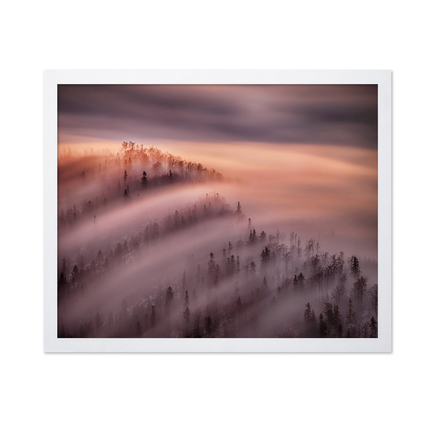 Fog Waves Over Forest Hills