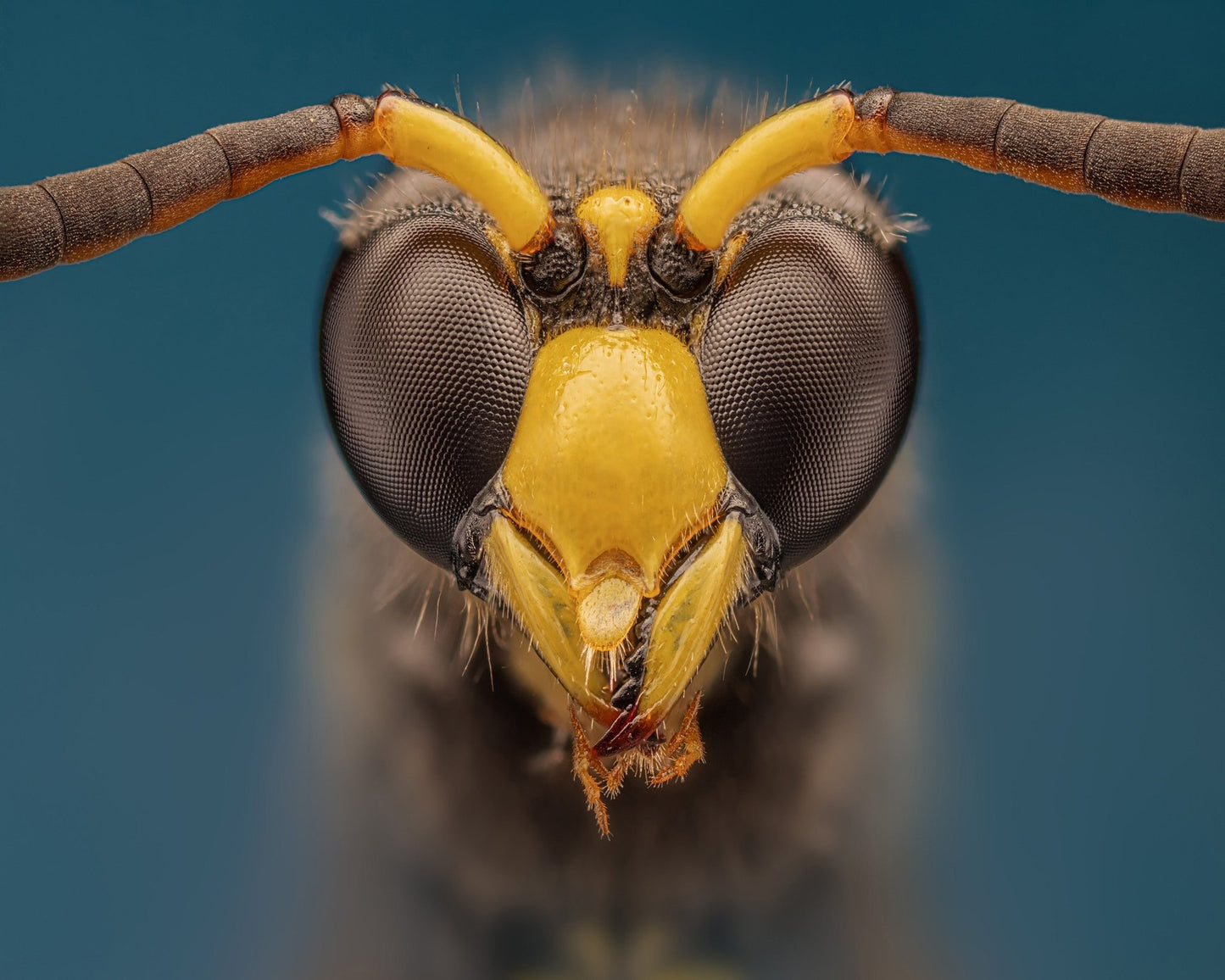 Macro Wasp Portrait