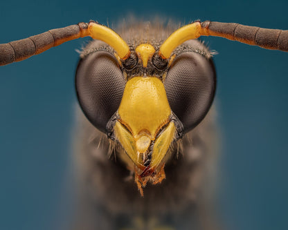 Macro Wasp Portrait