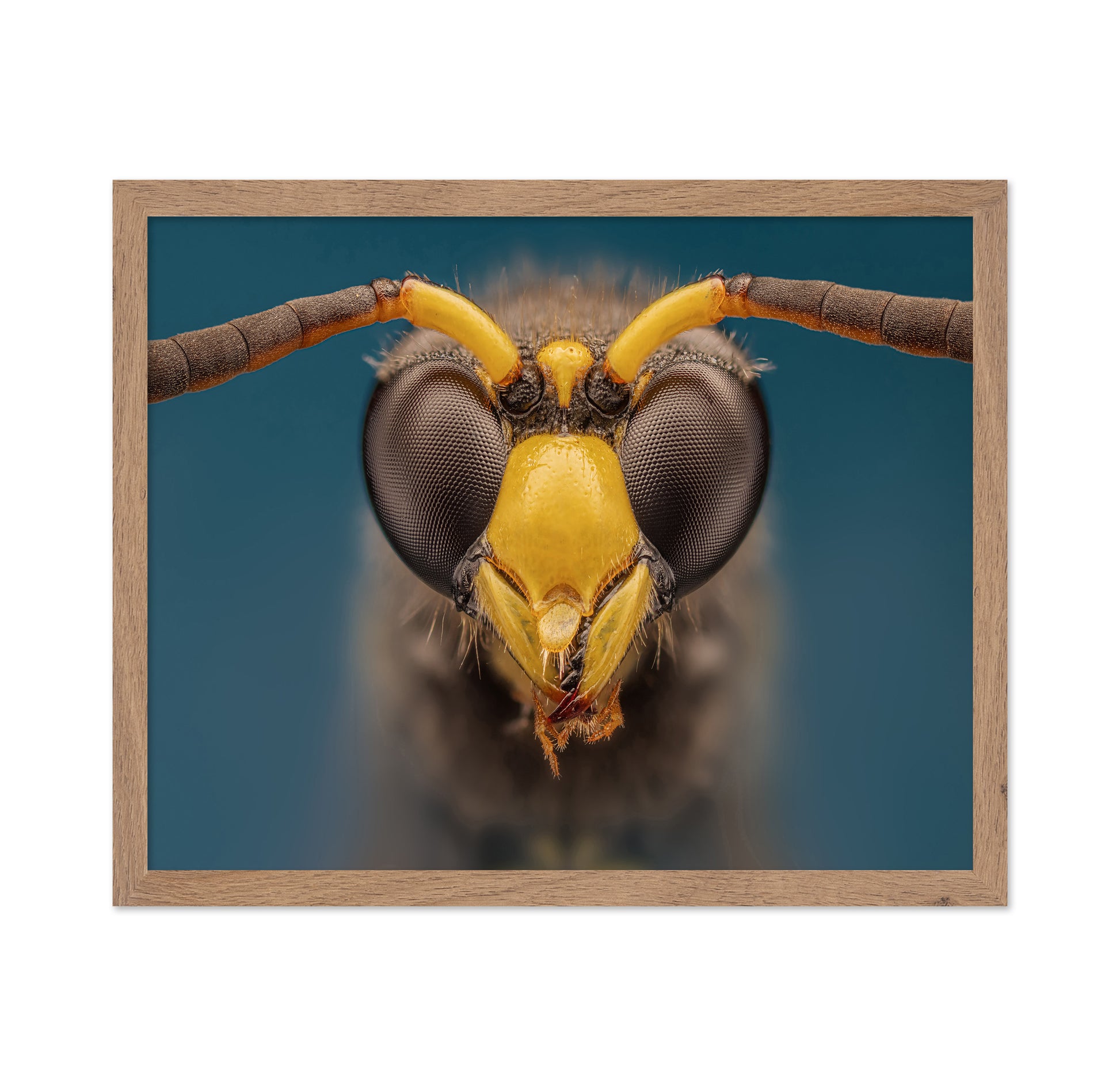 Macro Wasp Portrait