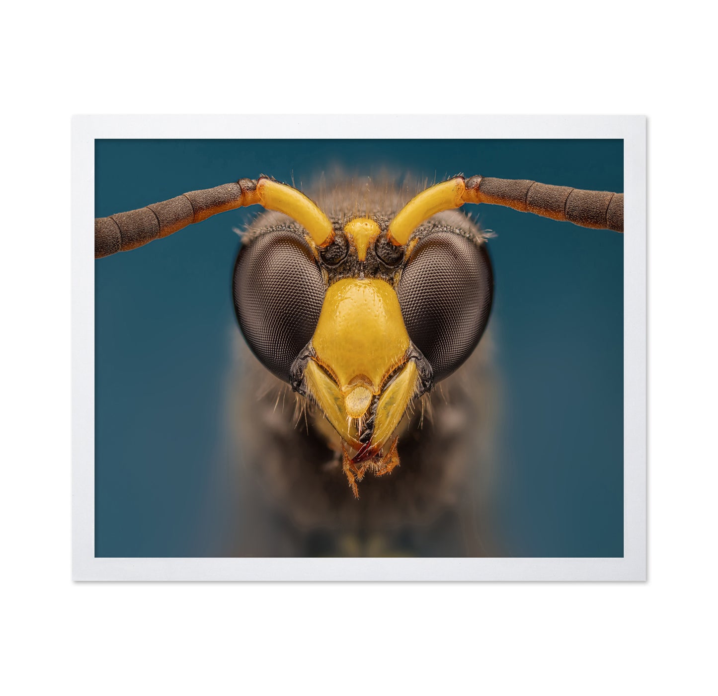 Macro Wasp Portrait