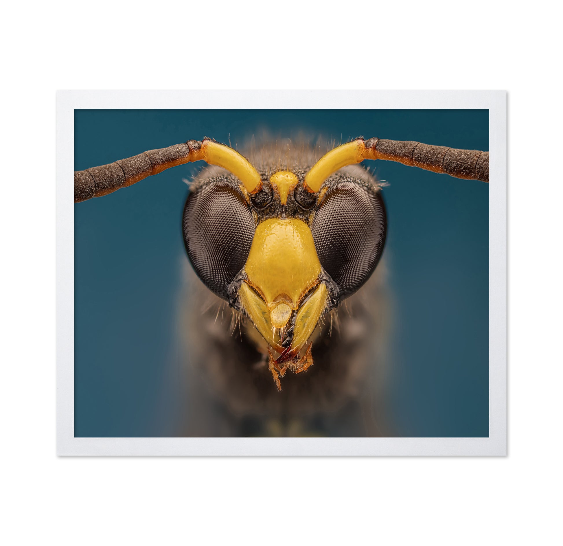 Macro Wasp Portrait