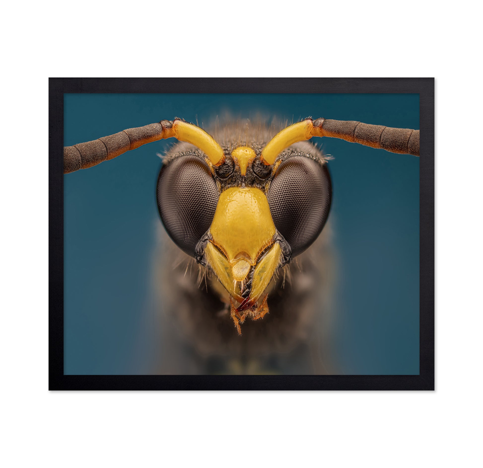 Macro Wasp Portrait