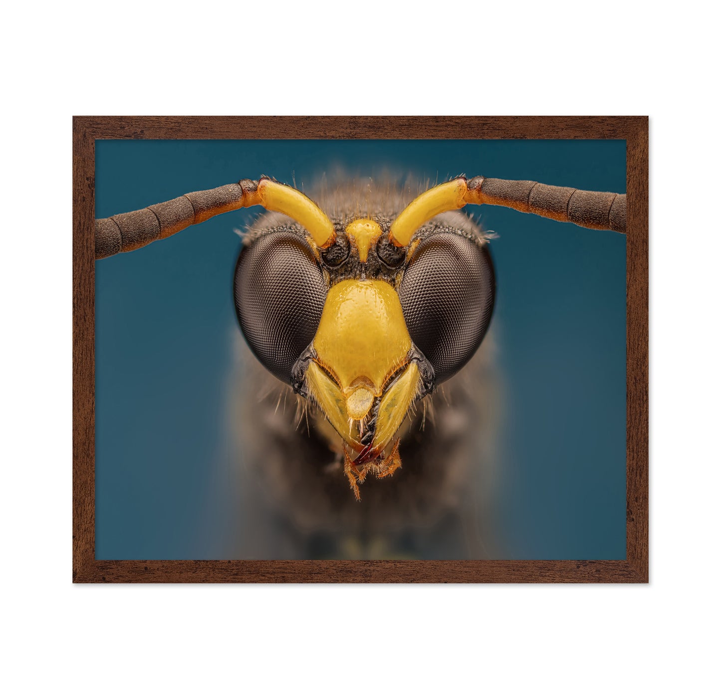 Macro Wasp Portrait
