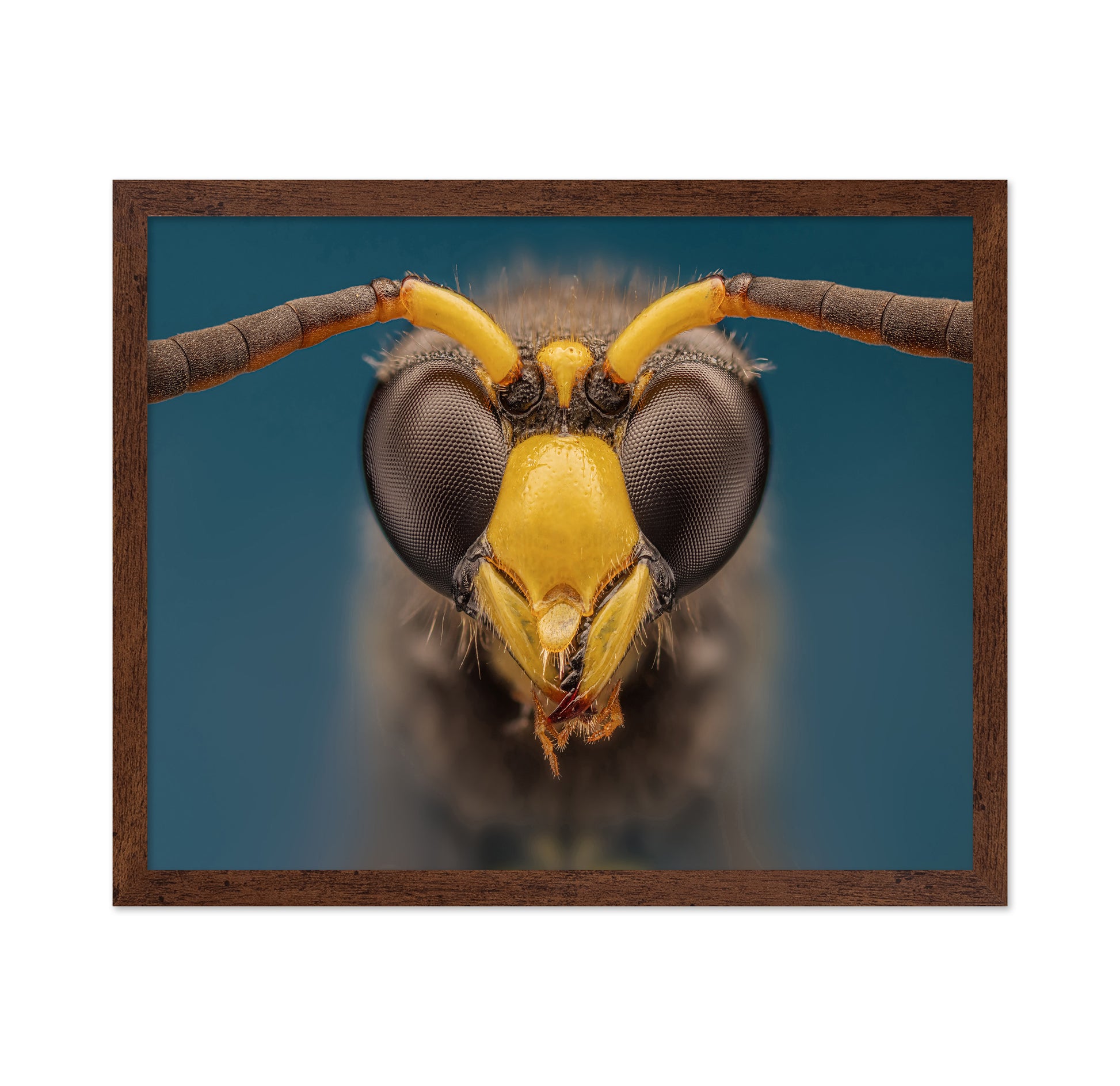 Macro Wasp Portrait
