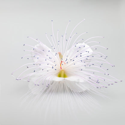 White Macro Flower