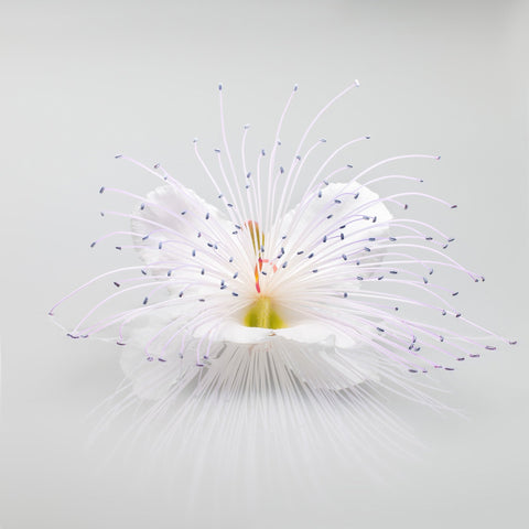 White Macro Flower