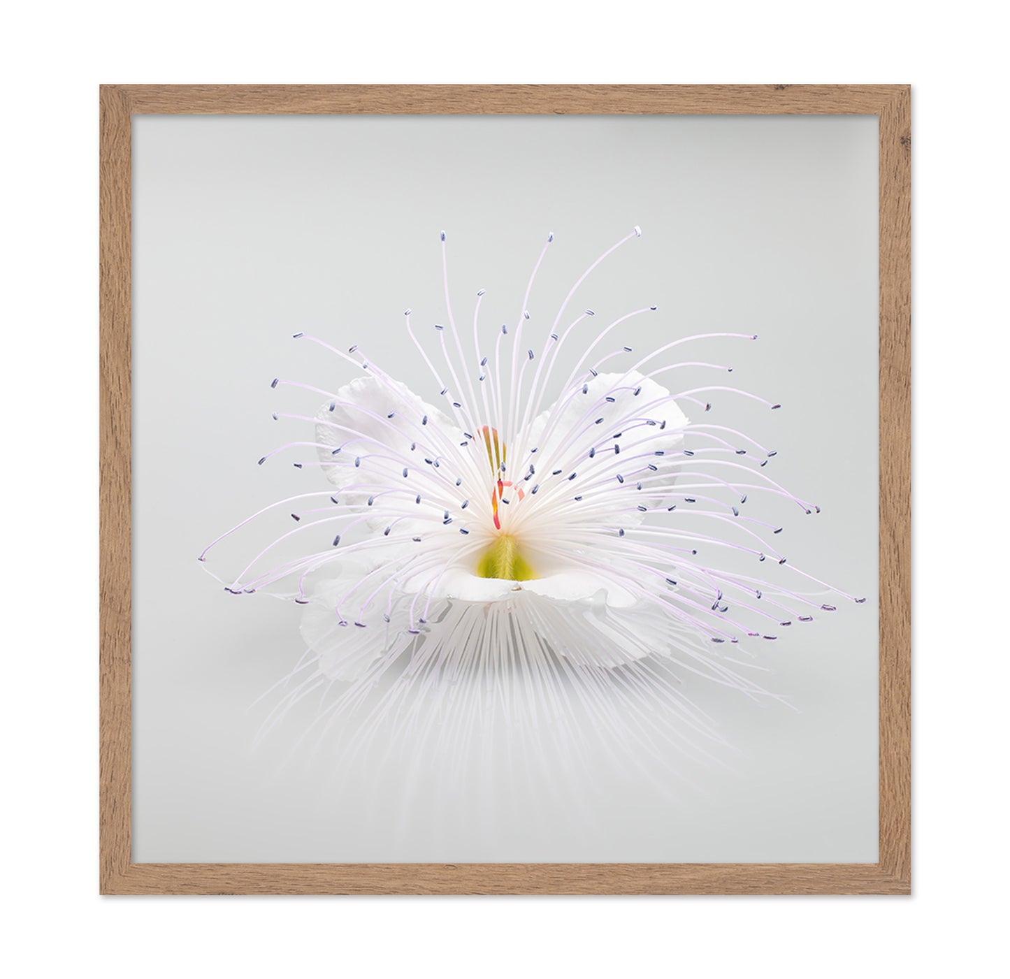 White Macro Flower