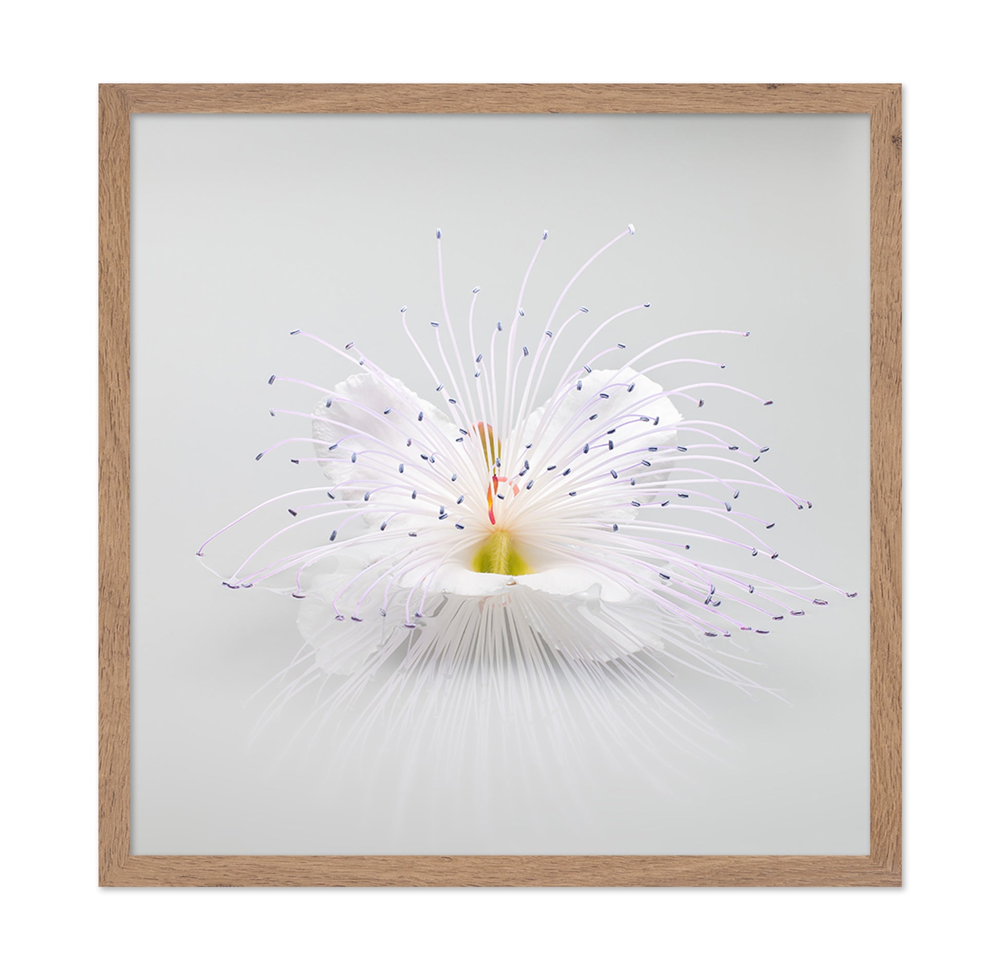 White Macro Flower