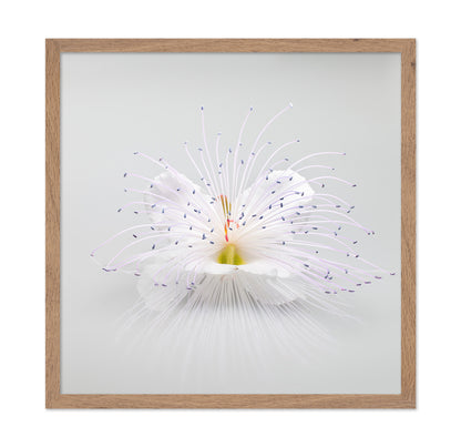 White Macro Flower