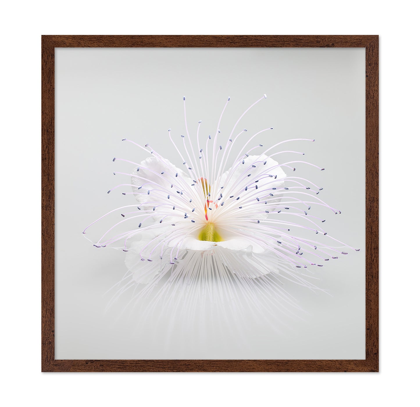 White Macro Flower