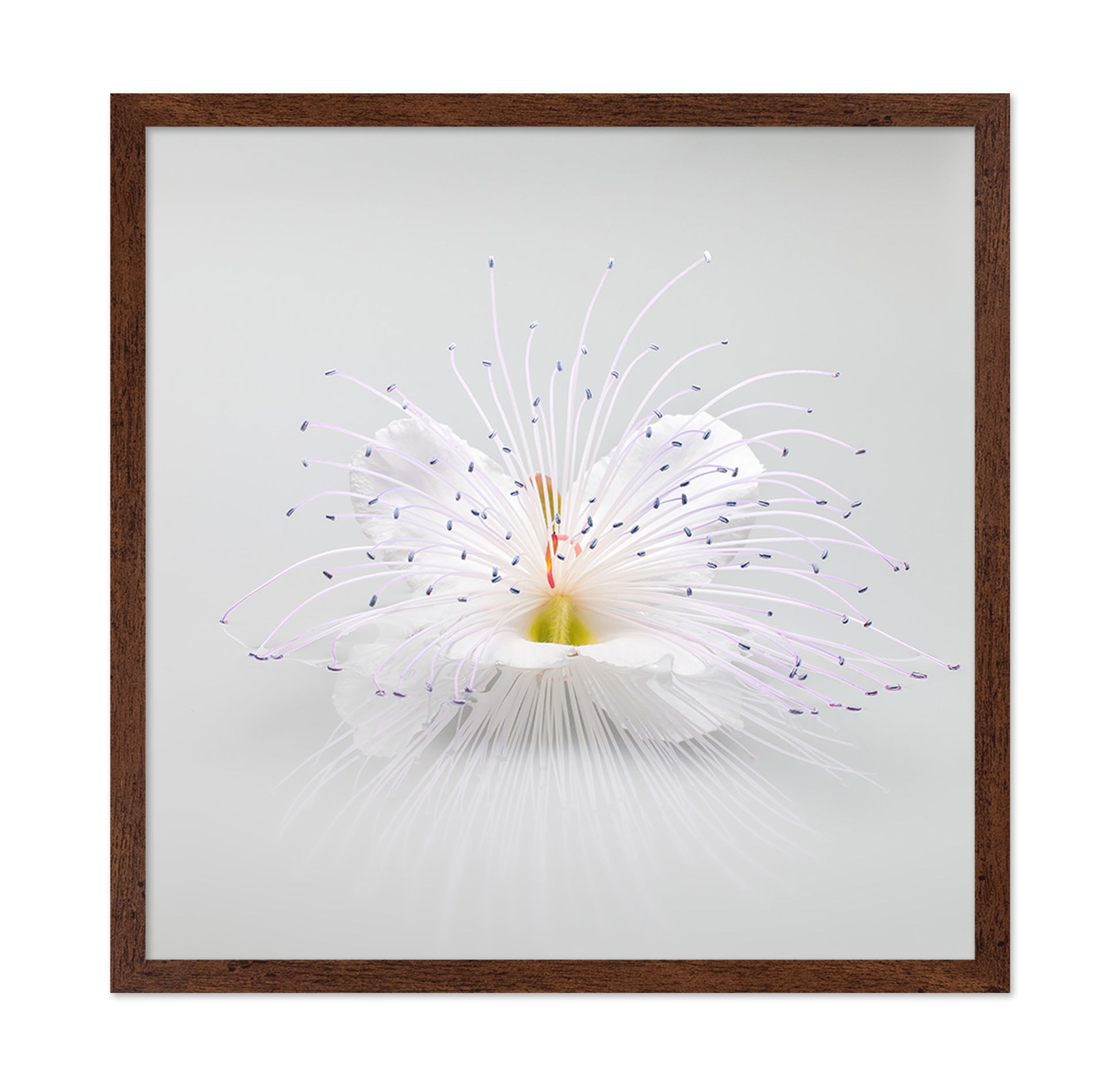 White Macro Flower