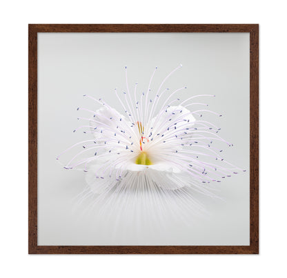 White Macro Flower
