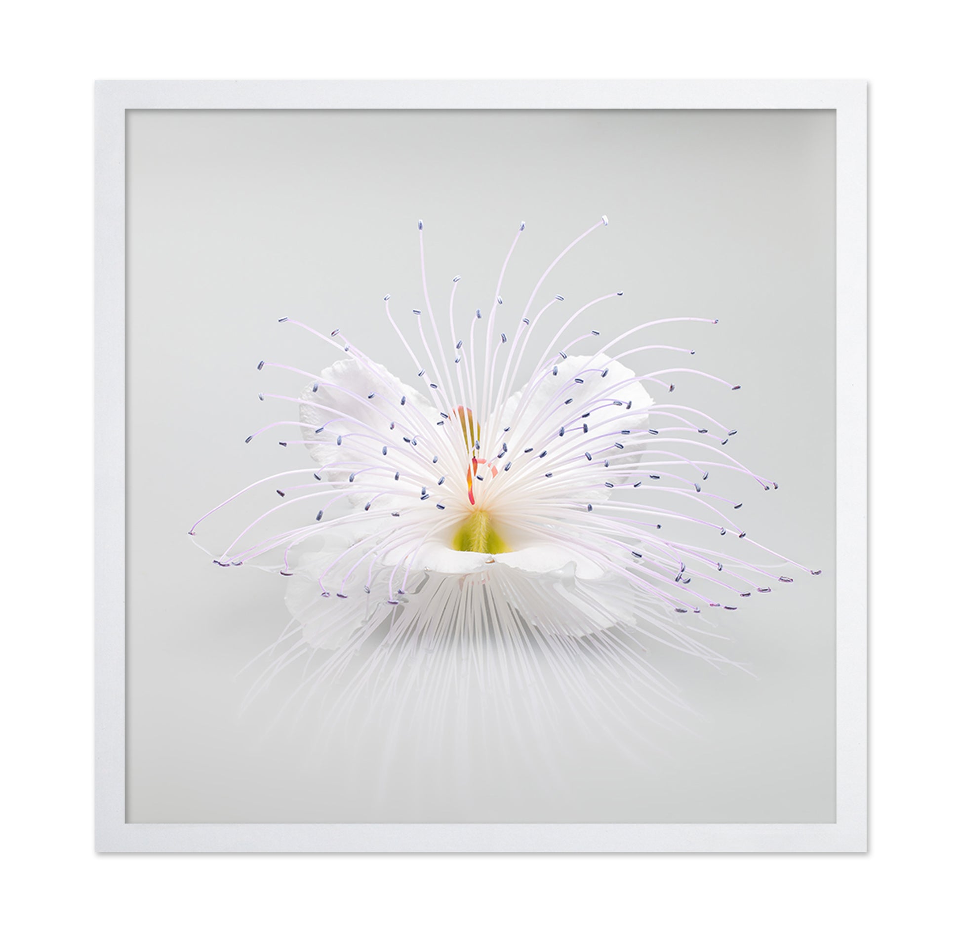 White Macro Flower