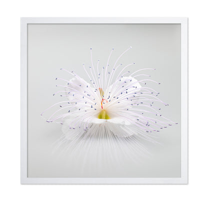 White Macro Flower