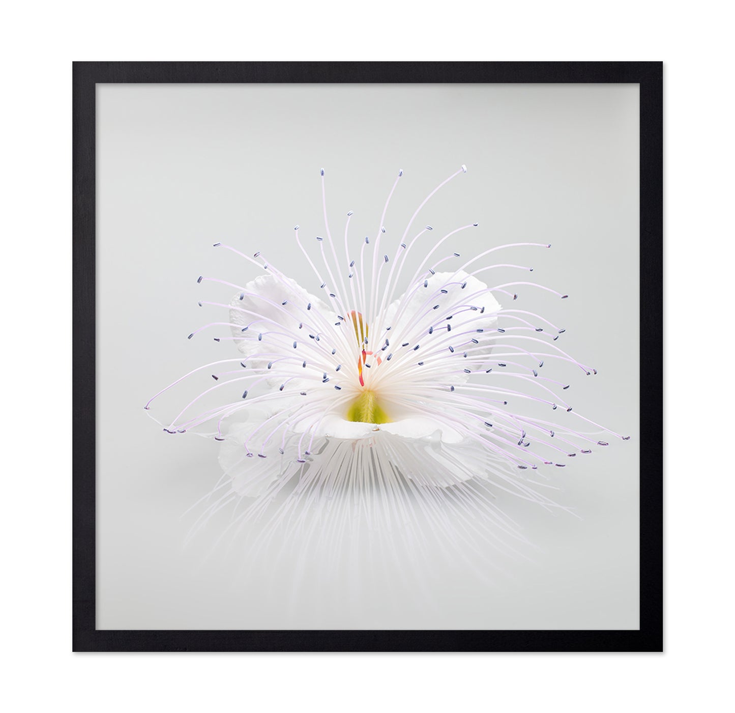 White Macro Flower