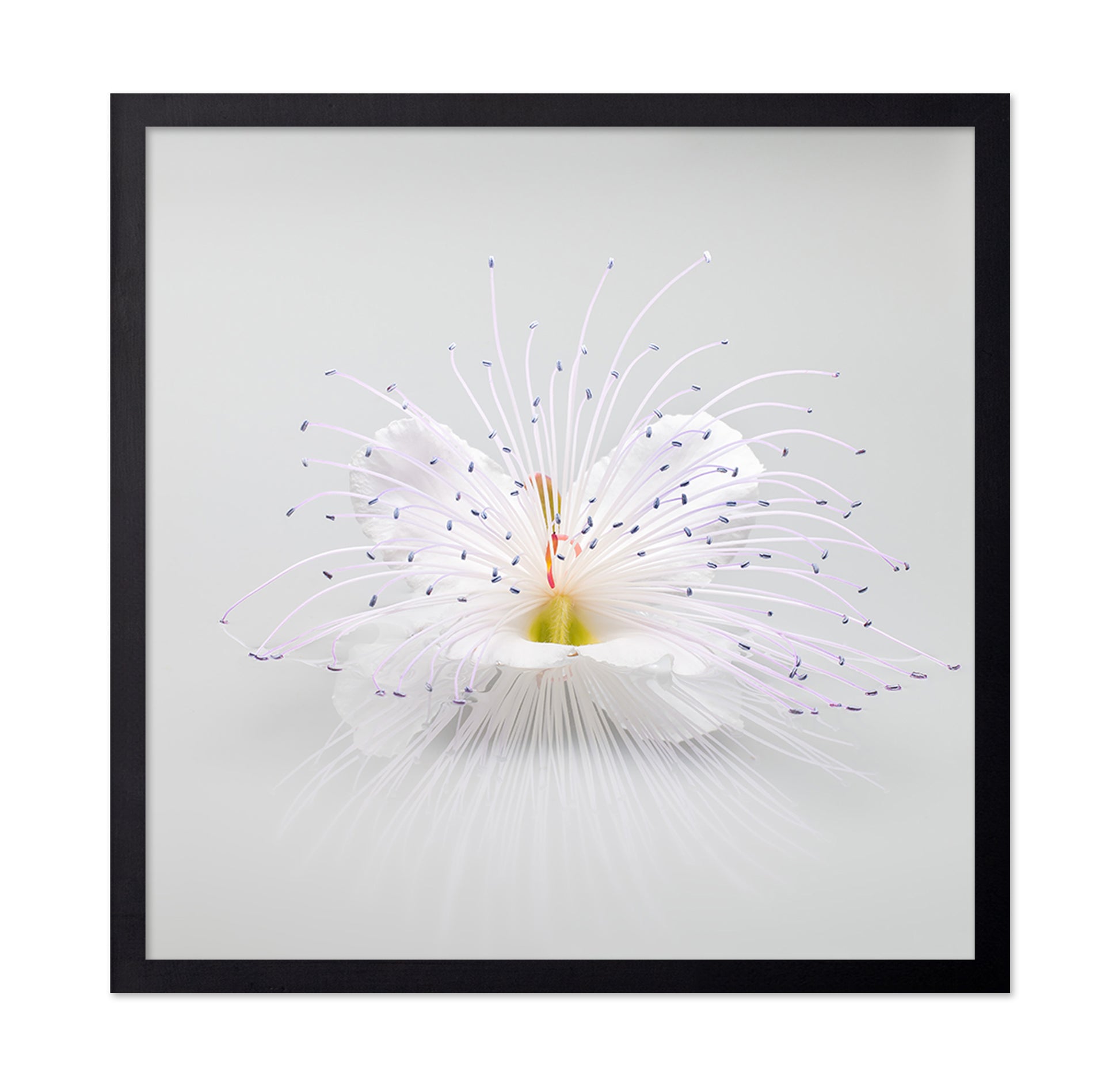 White Macro Flower