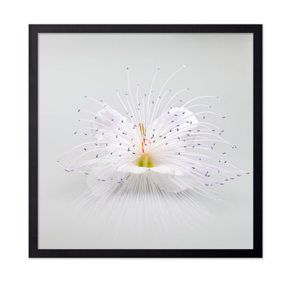 White Macro Flower